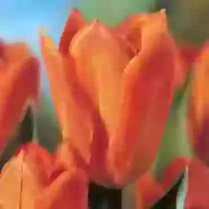 Orange Emperor